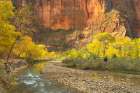 Fall color along the Virgin River-Zion National Park-Utah Art Print